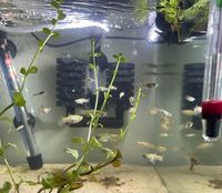 Endler Guppy Weibchen Bayern - Aufhausen Vorschau