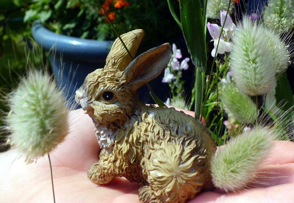 ♥ Hasenschwanz Gras Bunny Tails,Samen Ziergräser,Kinder Garten in Hamburg