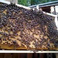 Bienen Wirtschaftsvolk Dnm Nordrhein-Westfalen - Velbert Vorschau