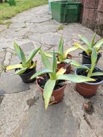 Agave Pflanzen,  mediterrane Pflanzen Saarland - Wadern Vorschau