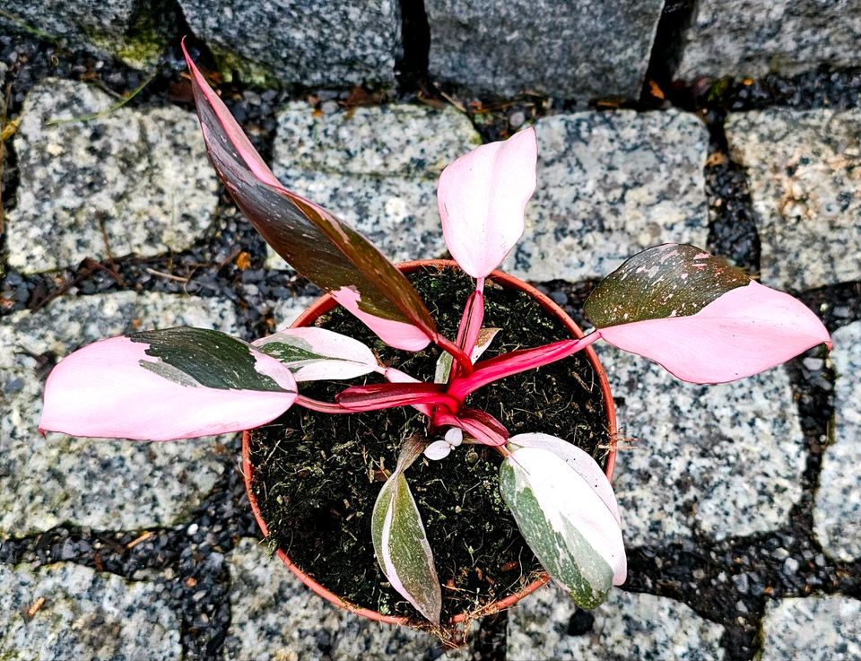 Philodendron Pink Princess Galaxy - M2Rqun in Obertshausen