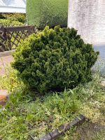 Formgehölz Garten Baum Planze Hessen - Künzell Vorschau