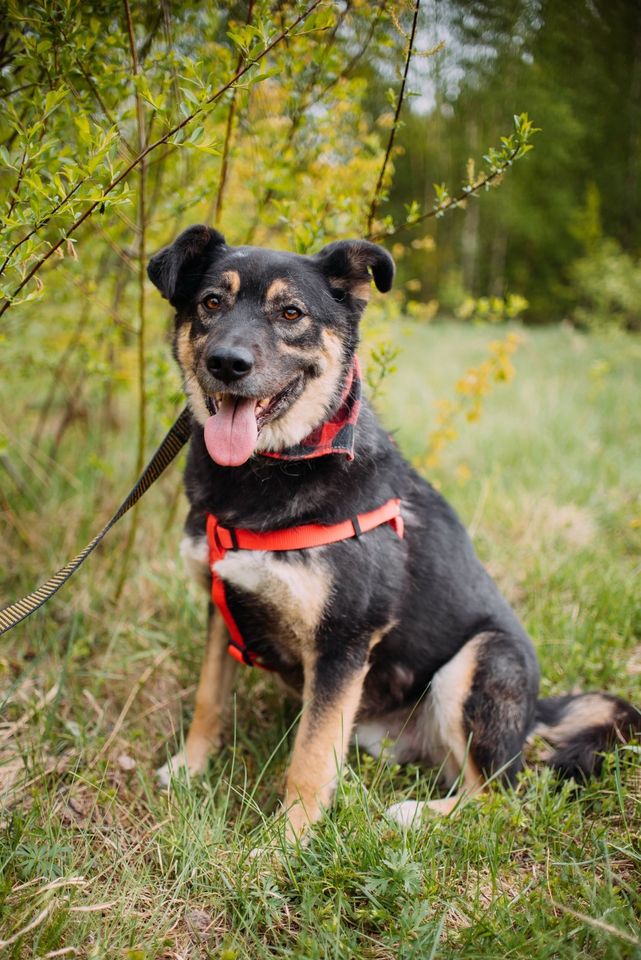 Tierschutz - Der liebevollste Hund Senya sucht seine Familie! in Bremen