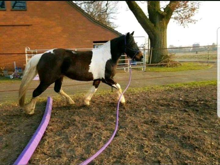 Im Hengst Typ stehende Cob Stute in Wehrbleck