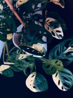 Monstera Adansonii Variegata Albo Dresden - Innere Altstadt Vorschau