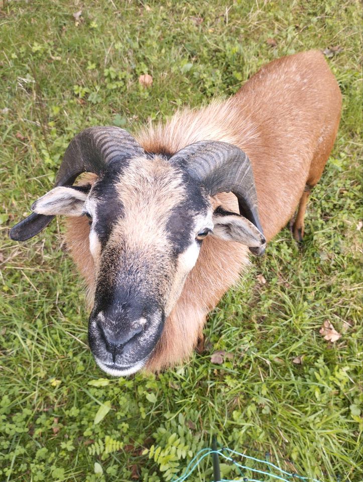 Schafbock zahm Kamerun in Fluterschen