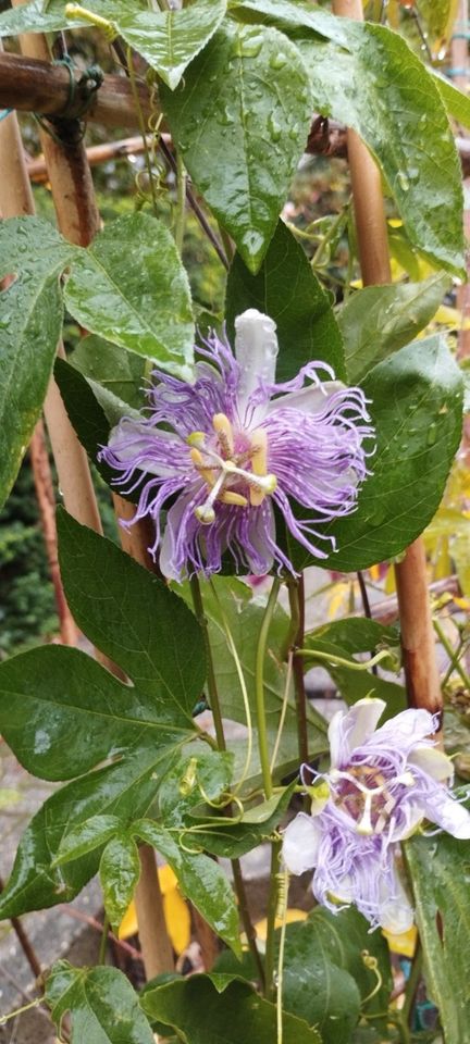 Passiflora Incarnata - Winterhart in Saerbeck