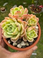 Echeveria Hami Melon - Sukkulenten Baden-Württemberg - Gottmadingen Vorschau