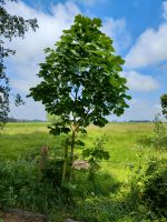 Kastanienbaum ca 2,50m Niedersachsen - Sande Vorschau