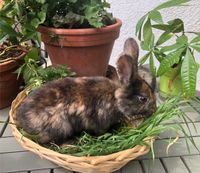 Jg männliches Kaninchen Japanische Schecke Mitte - Tiergarten Vorschau