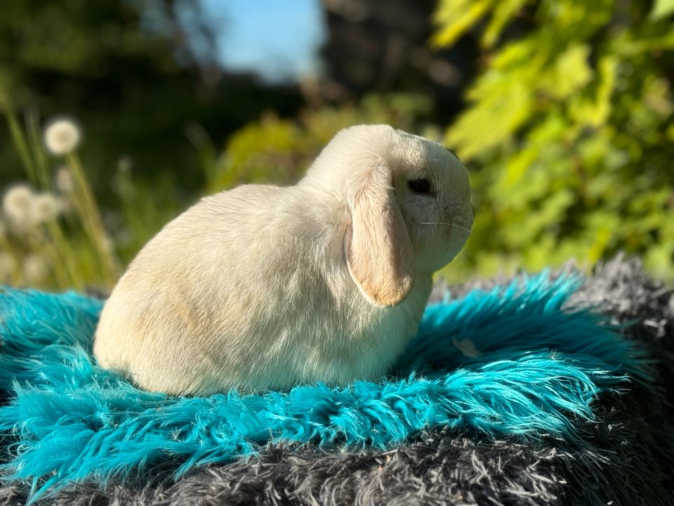 Mini Lop, Minilop, Mini Zwergwidder, Zwergwidder, Zwergkaninchen in Neubrandenburg