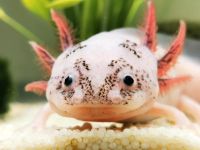 Axolotl Hilfestellung Hessen - Bad Soden am Taunus Vorschau