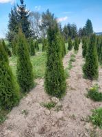 Thuja smaragd, brabant Bayern - Rosenheim Vorschau