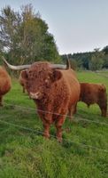 Bio Highland-Cattle Zuchtbulle Niedersachsen - Hessisch Oldendorf Vorschau