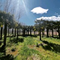 Hanfpalme Trachycarpus Fortunei Palme Garten Olivenbäumen Sachsen-Anhalt - Hillersleben Vorschau