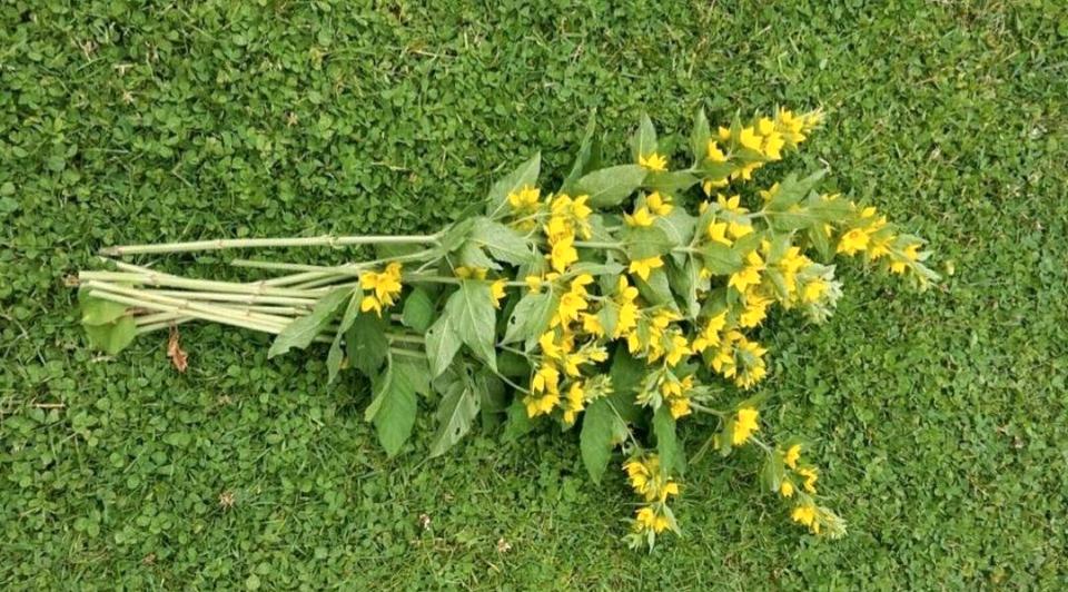 Lysimachia punctata gelb Staude Winterhart Sternenförmige in Bad Sooden-Allendorf
