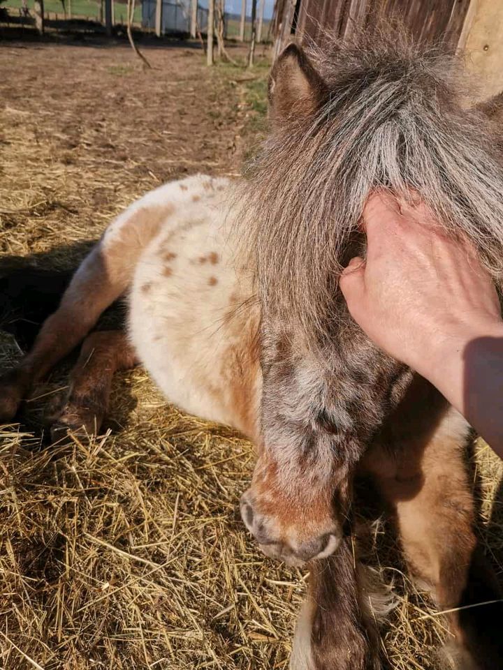 Deutsch Part-bred Hengst, Pony, Shetland in Coswig (Anhalt)