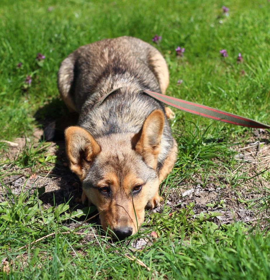 Tierschutz - freundliche Alma sucht eine liebevolle Familie! in Düsseldorf