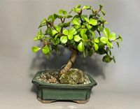 Bonsai „Jadebaum“ Portulacaria afra Sukkulente ca. 8 Jahre Niedersachsen - Wolfsburg Vorschau