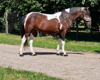 Brave 8 jahre 145 cm stute pony, gut ausgebildet,geländesicher Hessen - Viernheim Vorschau