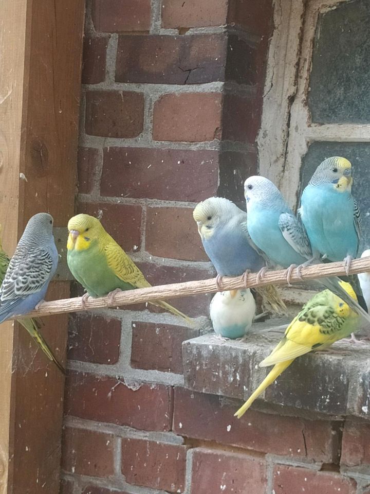 Nestjunge Wellensittiche in Stade