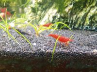 Neocaridina davidi Mischung schwarze Zuchtlinie Nordrhein-Westfalen - Gütersloh Vorschau