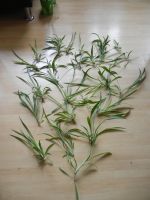 5x Grünlilien - Ableger - Chlorophytum - bewurzelt Hessen - Pohlheim Vorschau