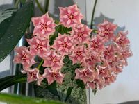 Hoya pubicalyx Pink Dragon Baden-Württemberg - Heidelberg Vorschau