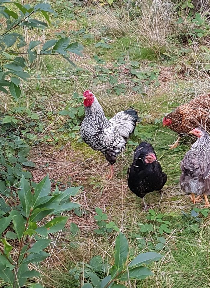 10 Bruteier Zwergwyandotten bunt Zwerg Wyandotten Huhn Ei Eier in Nordholz