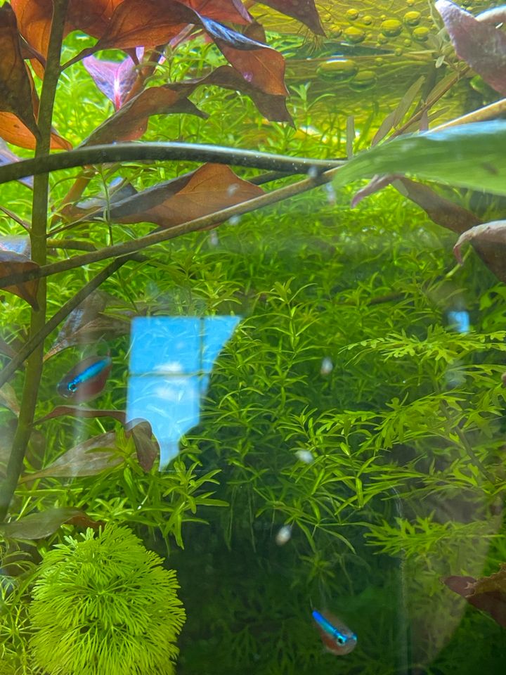 Aquarium Pflanze Aquarium Gras großer Topf in Kritzmow