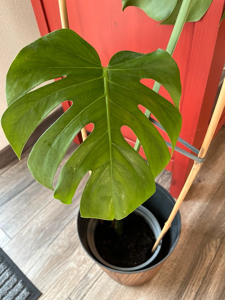 Monstera Zimmerpflanze in Leopoldshöhe