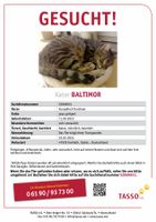 SUCHE Kater Baltimor Jungtier entlaufen in Grefrath Nordrhein-Westfalen - Grefrath Vorschau