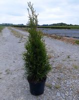 Thuja occidentalis Smaragd und Brabant Hecke Pflanzen lebensbaum Sachsen - Meerane Vorschau