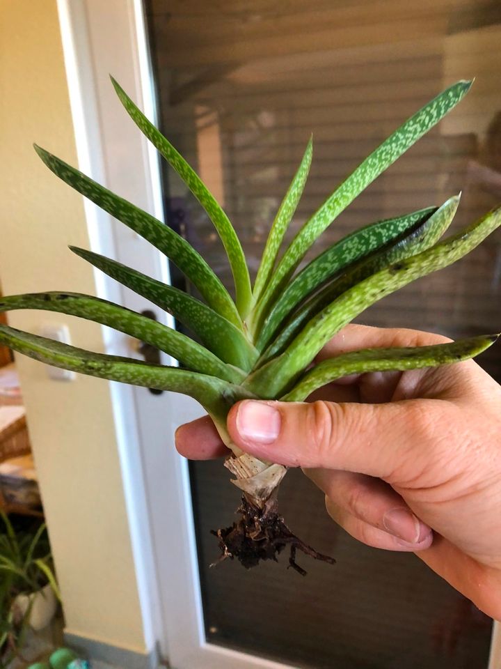 Gasterie - Gasteria verrucosa in Pausa/Vogtland