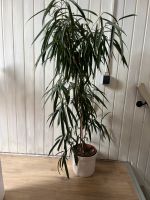 Ficus Alii 125 cm Dortmund - Aplerbeck Vorschau