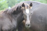 Quarter Horse Stute Jährling v. Best of Spook in Smokey Black Niedersachsen - Axstedt Vorschau