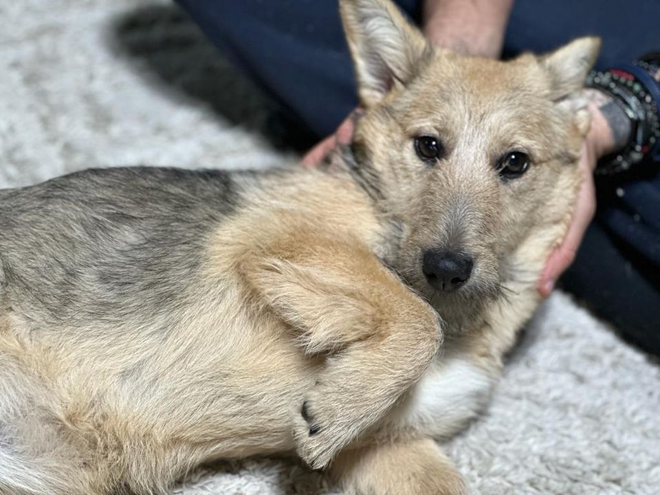 Junghund Franzi sucht ihr Zuhause in Gerlingen