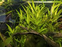 Hygrophila corymbosa siamensis Aquariumpflanze Niedersachsen - Barsinghausen Vorschau