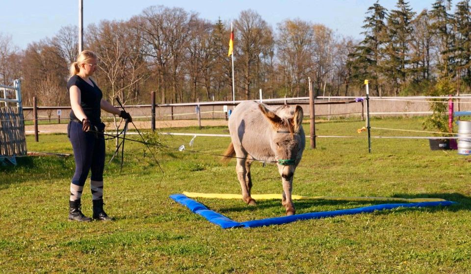 Kurse Equikinetic und Dualaktivierung in Martfeld