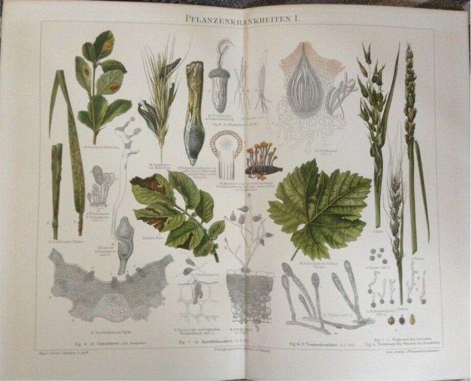 Original Vintage Drucke Bilder Abbildungen Poster von 1880-1900 in Greifswald