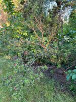 Rostblättrige Alpenrose eine Art der Rhododendren Wandsbek - Hamburg Rahlstedt Vorschau