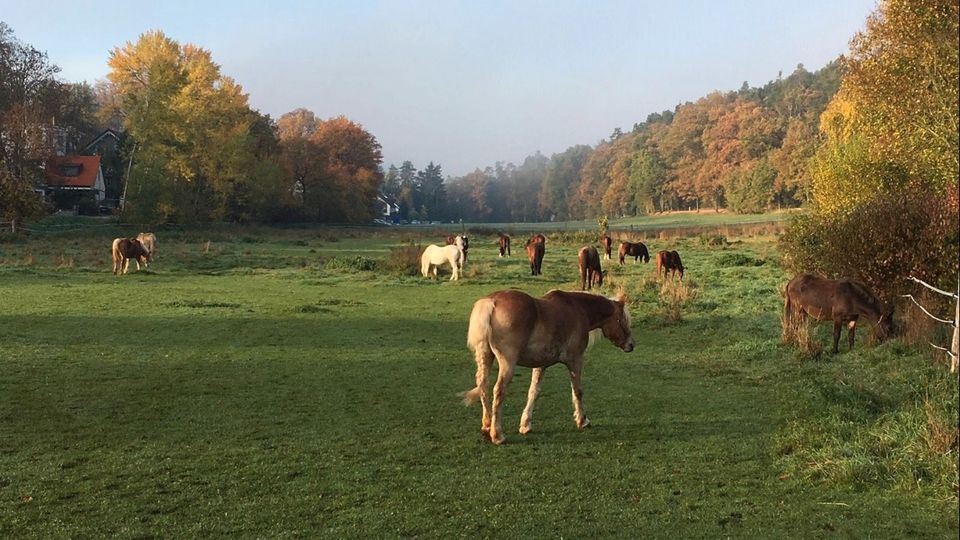 Platz im Offenstall bei freundlicher Stute in Roßtal