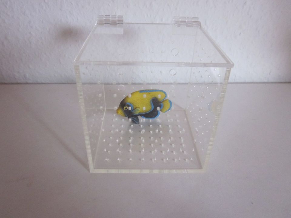 Isolationsbox Quarantänebox für Aquarium Mini Isolations Box in Backnang