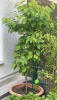 Pflanzen: Jasminbaum / Kirschbaum / Apfelbaum/Johannisbeeren-Baum Berlin - Wilmersdorf Vorschau