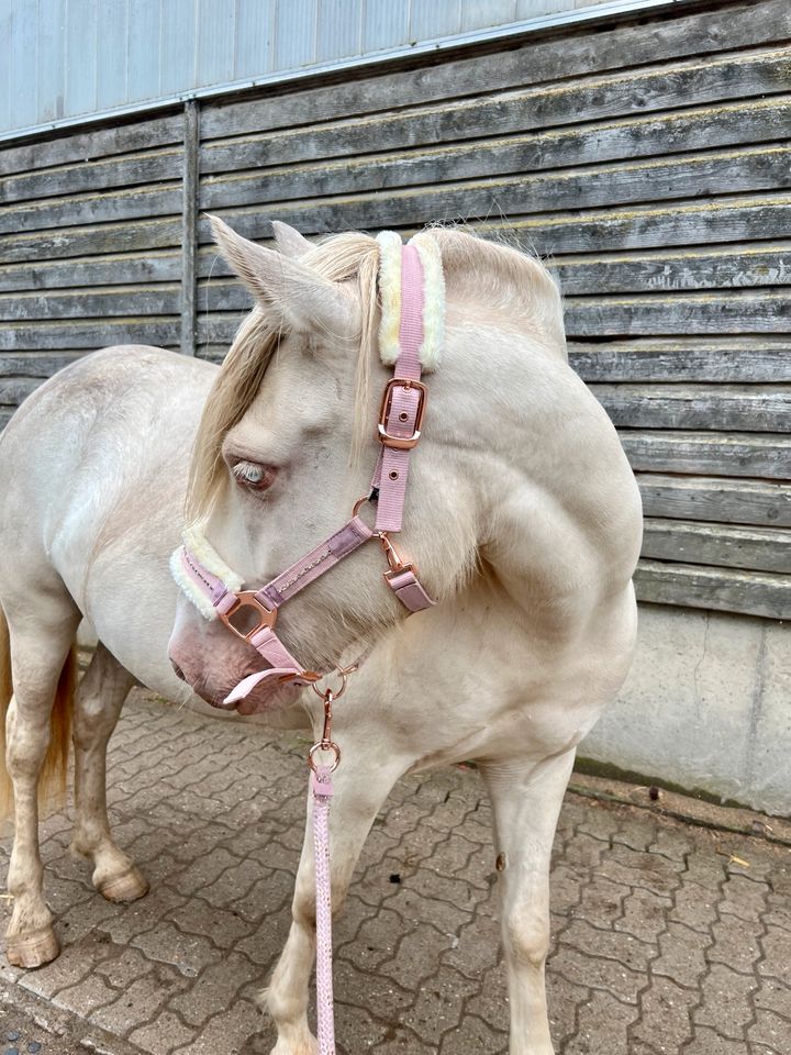 Islandpferd Isländer Gangpferd Stute Zucht Cremello in Quickborn