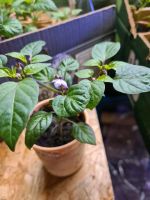 Chili Pflanzen Sämlinge Thei Moruga Bhut Jolokia Lemon Drop Baden-Württemberg - Graben-Neudorf Vorschau