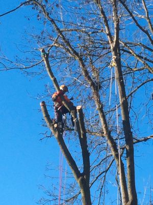 Baumfällung? Problem-Baum zu fällen? Kein Problem! in Dormagen