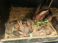 9 Kaninchen, Hasen, Absetzer Sachsen-Anhalt - Sülzetal Vorschau