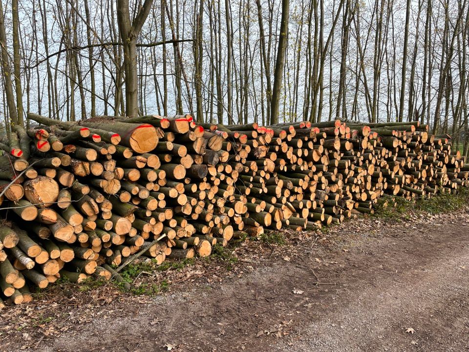 Kaminholz,Brennholz, Feuerholz, trocken, regional, 25cm Scheite in Viersen