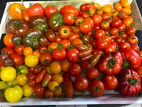 Tomatensaatgut Tomatensamen über 200+ Sorten Ernte 2023_2 Rheinland-Pfalz - Hanhofen Vorschau